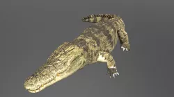 Crocodile