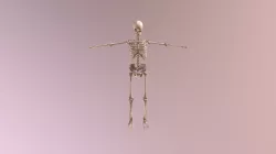 Esqueleto