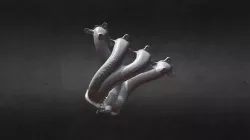 Exhaust Manifold