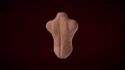 Feminim Torso Training