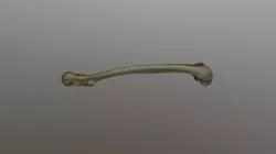 Femur
