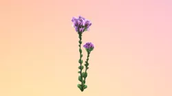 Florida Paintbrush (Carphephorus corymbosus)