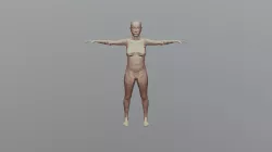 Human model