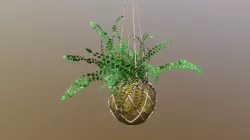 Indoor plant /// Kokedama and Lemon Button Fern