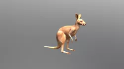 Kangaroo