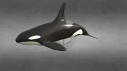 Killer Whale