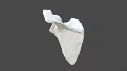 Left Scapula