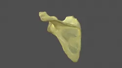 Left Scapula with Texture