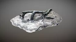 Nature Forest Roots 001