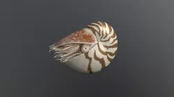 Nautilus