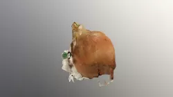 Onion