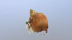 Onion