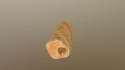 pipe stem