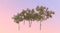 Sand live oak adolescent(Quercus geminata)