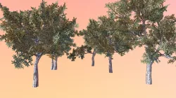 Sand live oak (Quercus geminata)