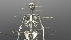 skeleton