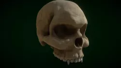 Skull