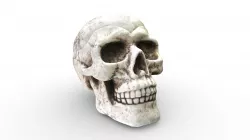 Skull Container