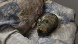 Sleepy Cat 3