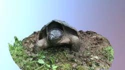 Snapping turtle