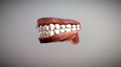 Teeth
