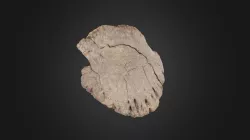 Vertebrate: Hadrosaur toe bone (PRI 42981)