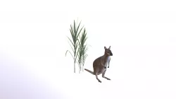 Wallaby