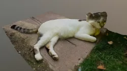 3D cat