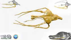 Alligator Trigeminal Nerve and Brain