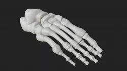 Anatomy - Human Foot Bones