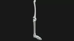 Anatomy - Leg and Foot bones
