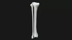 Anatomy - Tibia and Fibula