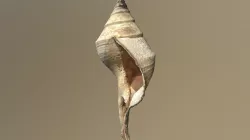 Conch Shell