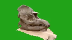 Crânio de uma Anta (Tapir Skull)