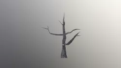 Dead Tree