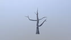 Dead Tree