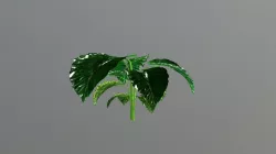 Elephant Ear Model