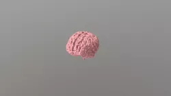 Finished Brain STL