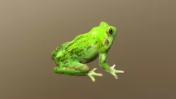 Frog