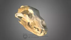 Grizzly Bear skull, specimen #9