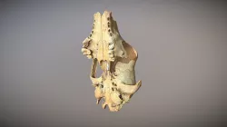Highpoly animal photorealistic Skull