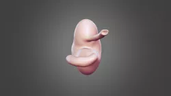 Horse Stomach-3