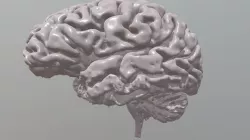 Human Brain