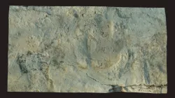 Icnita de Dinosaurio / Dinosaur's footprint