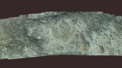 Icnita de Dinosaurio / Dinosaur's footprint
