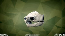 IMNH R-2610 Alligator Snapping Turtle Skull