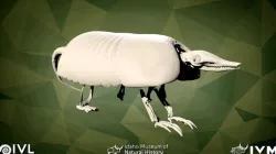 IMNH R-801 Armadillo