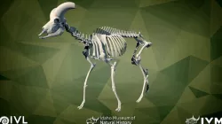 IMNH R-862 Big Horn Sheep