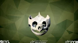 IMNH R-923 Common Snapping Turtle Skull