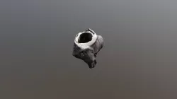 Log
